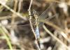 Orthetrum cancellatum
